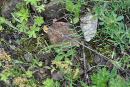 Image of lentil vetch