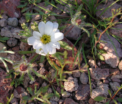 Image of Mojave desertstar