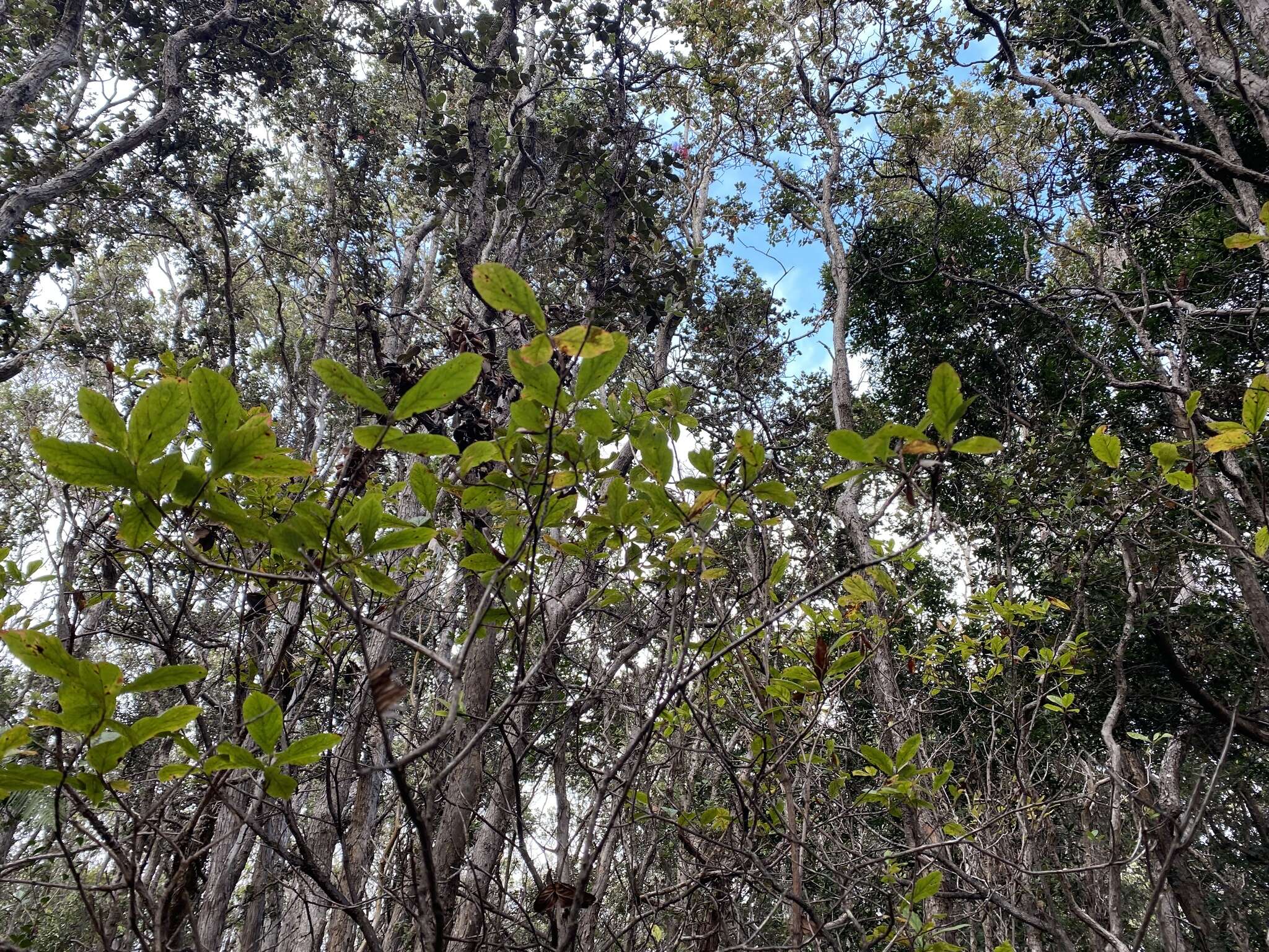 Plancia ëd Vaccinium calycinum Sm.