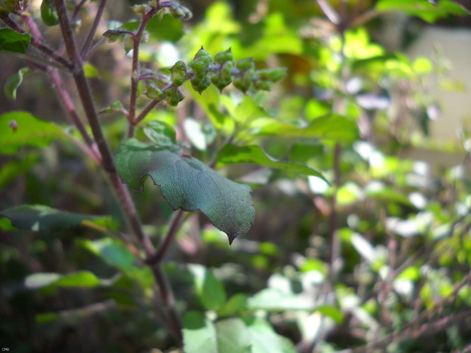 Image of holy basil