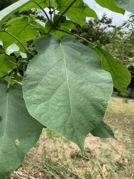 صورة Solanum abutiloides (Griseb.) Bitter & Lillo