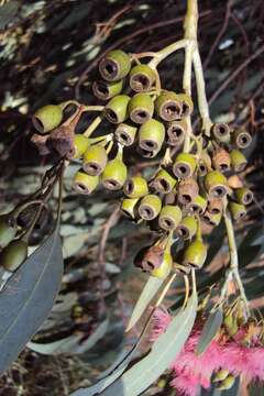 Image de Eucalyptus sideroxylon subsp. sideroxylon