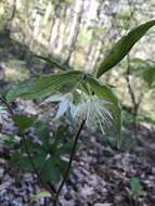 Prosartes maculata (Buckley) A. Gray的圖片