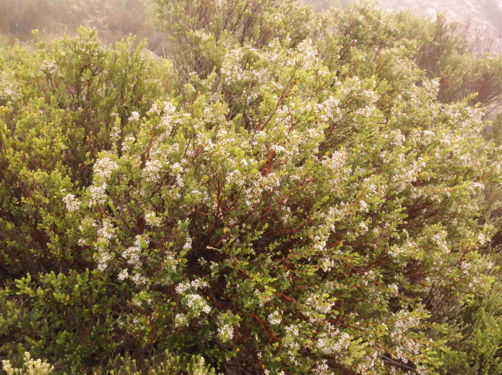 Image of Agathosma venusta (Eckl. & Zeyh.) Pillans