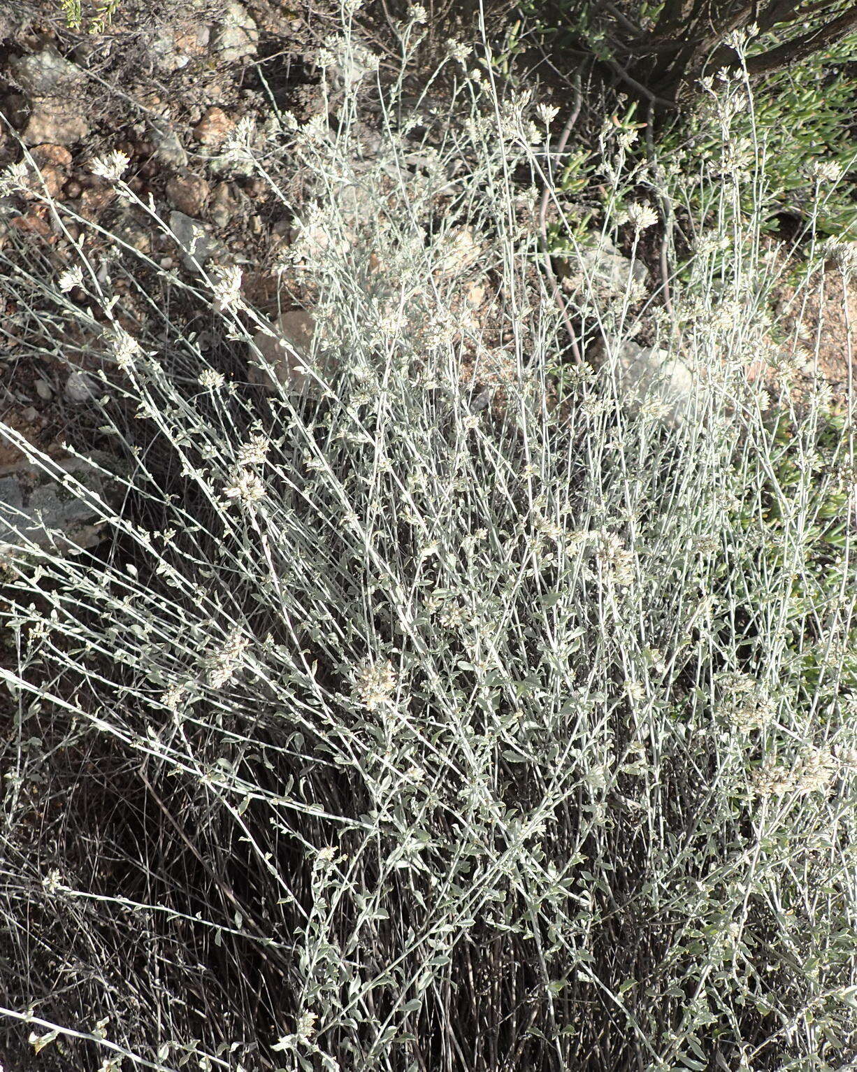 Image of Helichrysum zeyheri Less.