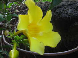 Image of golden trumpet