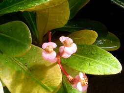 Imagem de Euphorbia lophogona Lam.