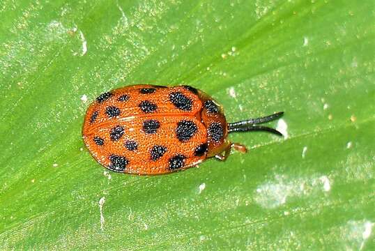 Слика од Epistictina viridimaculata (Boheman 1850)