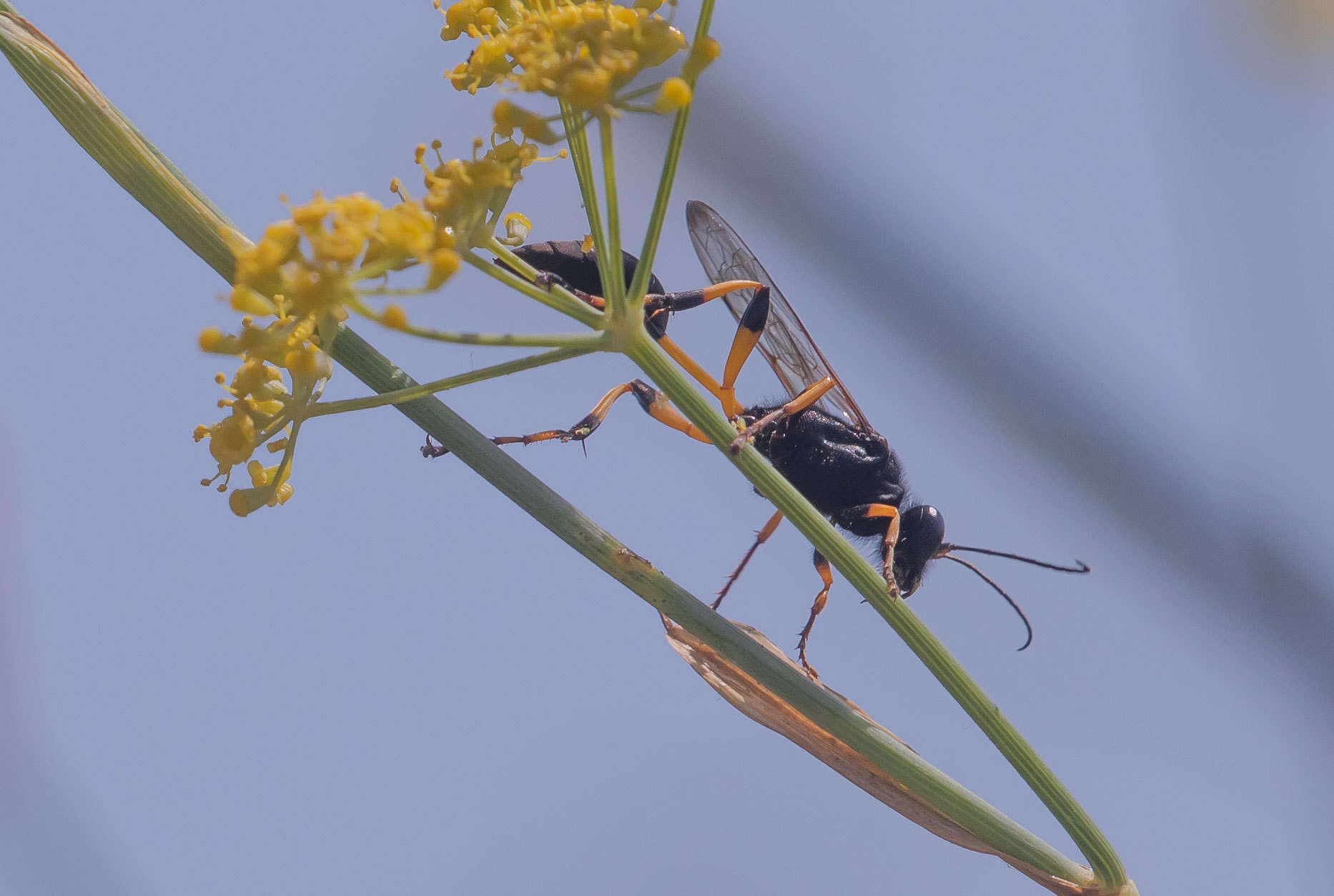 Image of Sceliphron spirifex (Linnaeus 1758)