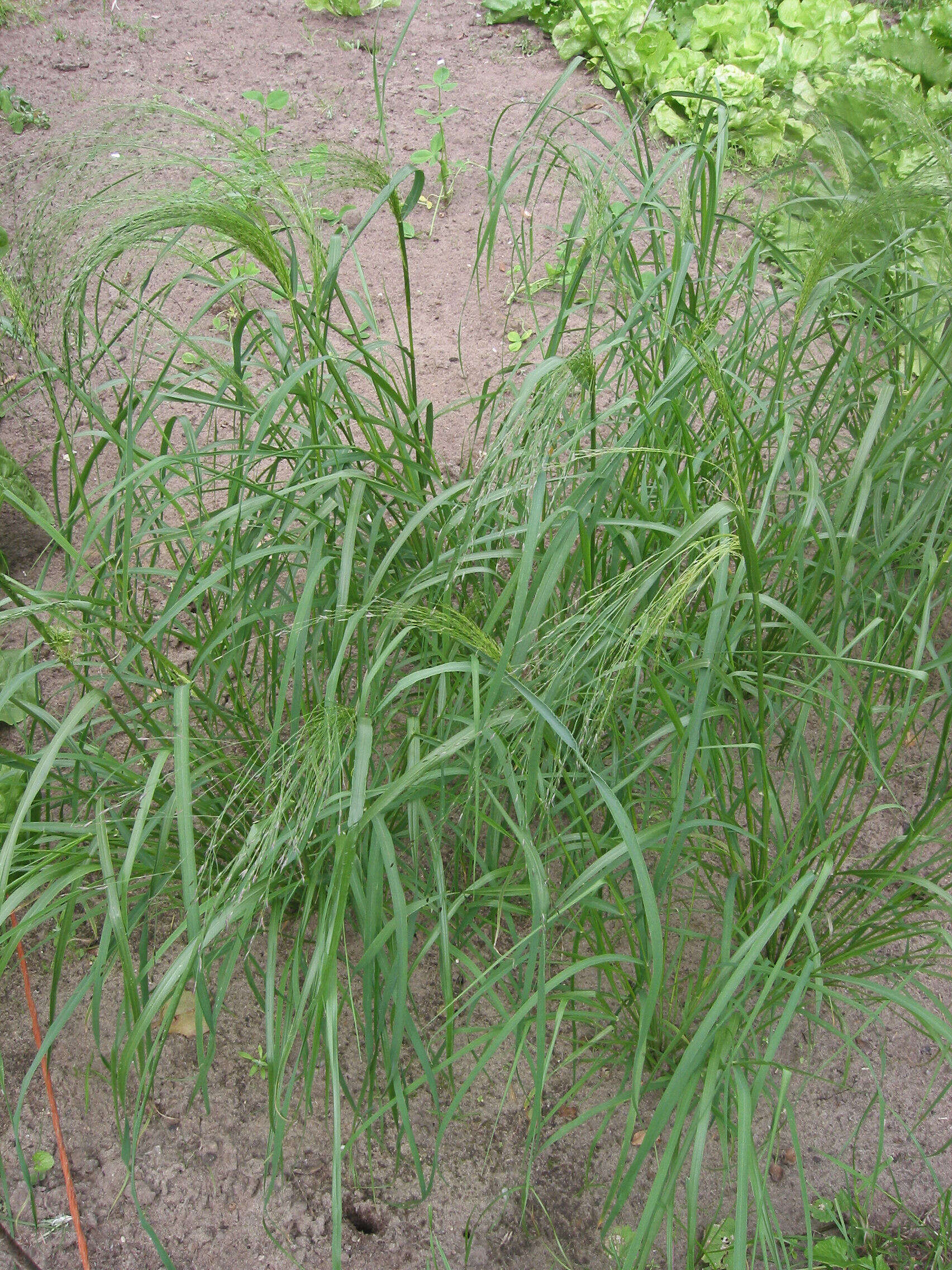 Imagem de Eragrostis tef (Zuccagni) Trotter