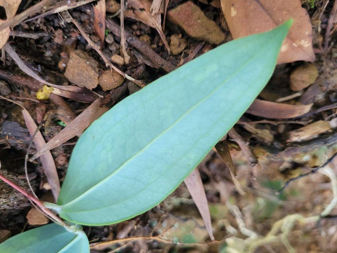 Image de Smilax corbularia Kunth