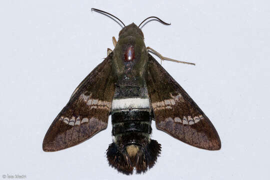 Image of Fadus Sphinx