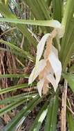 Image of Scrub breadfruit