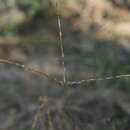 Image de Digitaria radicosa (J. Presl) Miq.