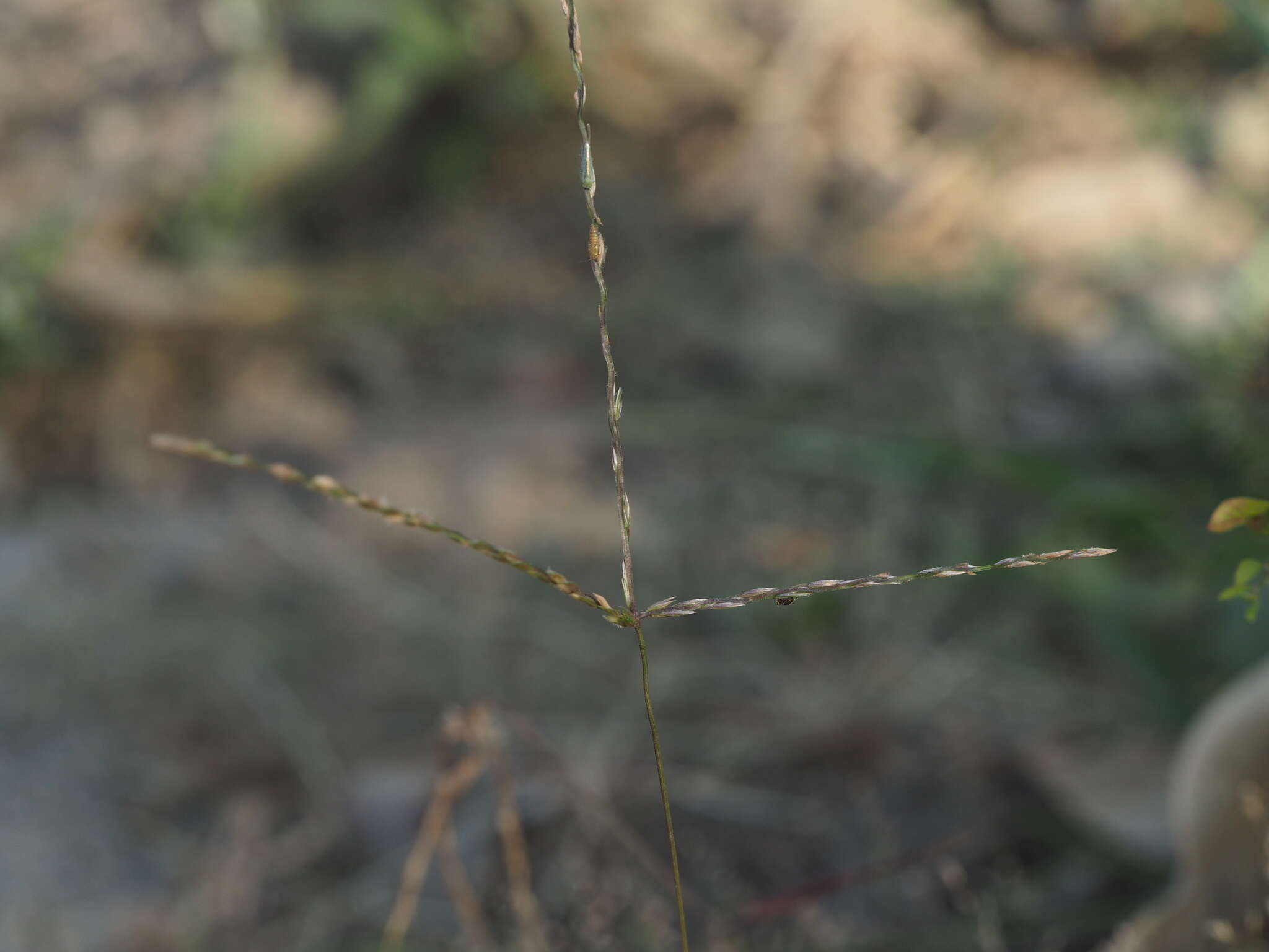 Image of Trailing Crab Grass