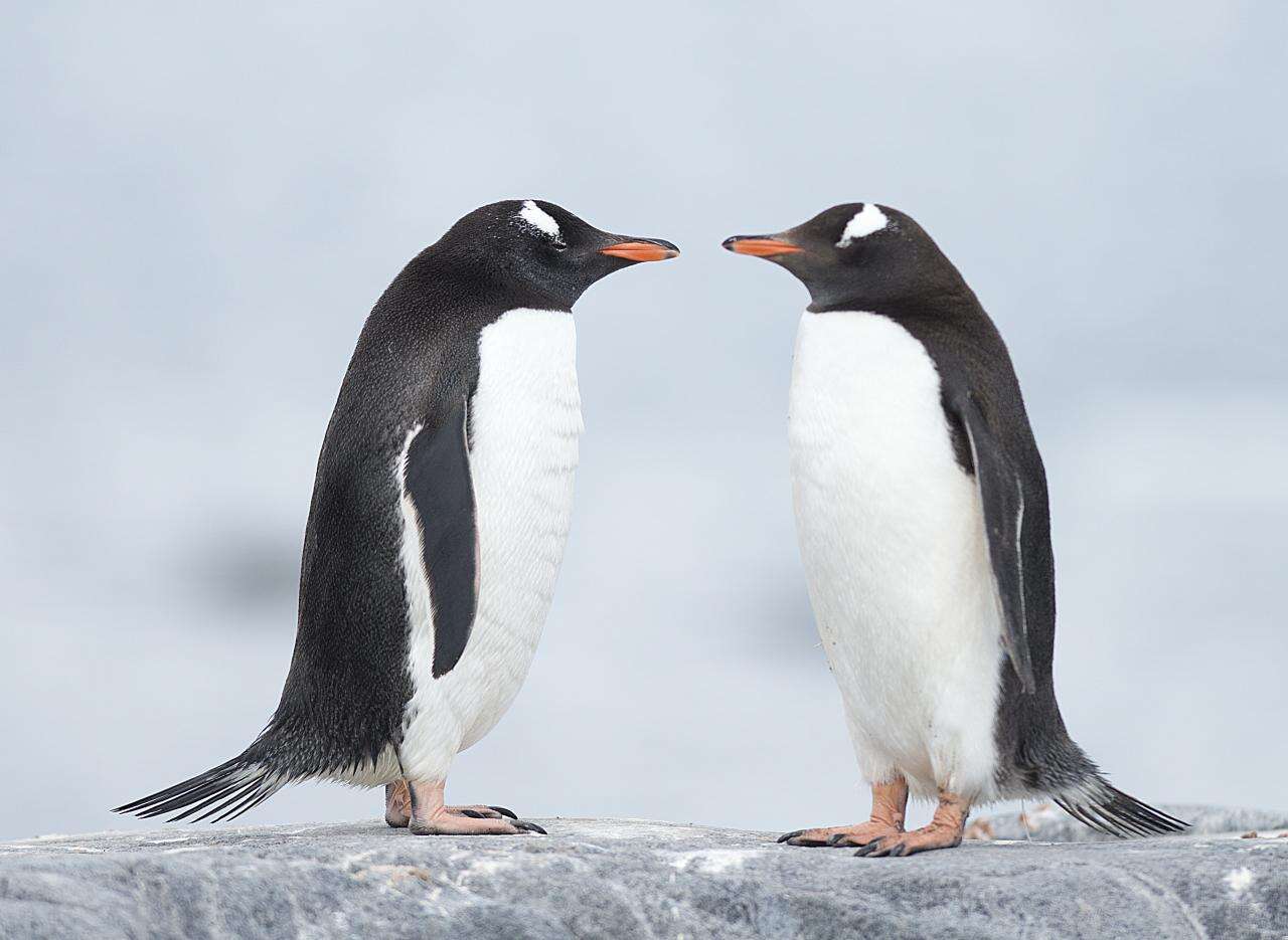 Image of Gentoo Penguin