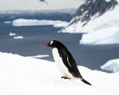 Image of Gentoo Penguin