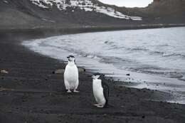 Plancia ëd Pygoscelis antarcticus (Forster & JR 1781)