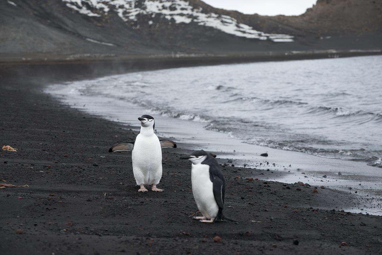 Image of Chinstrap Penguin