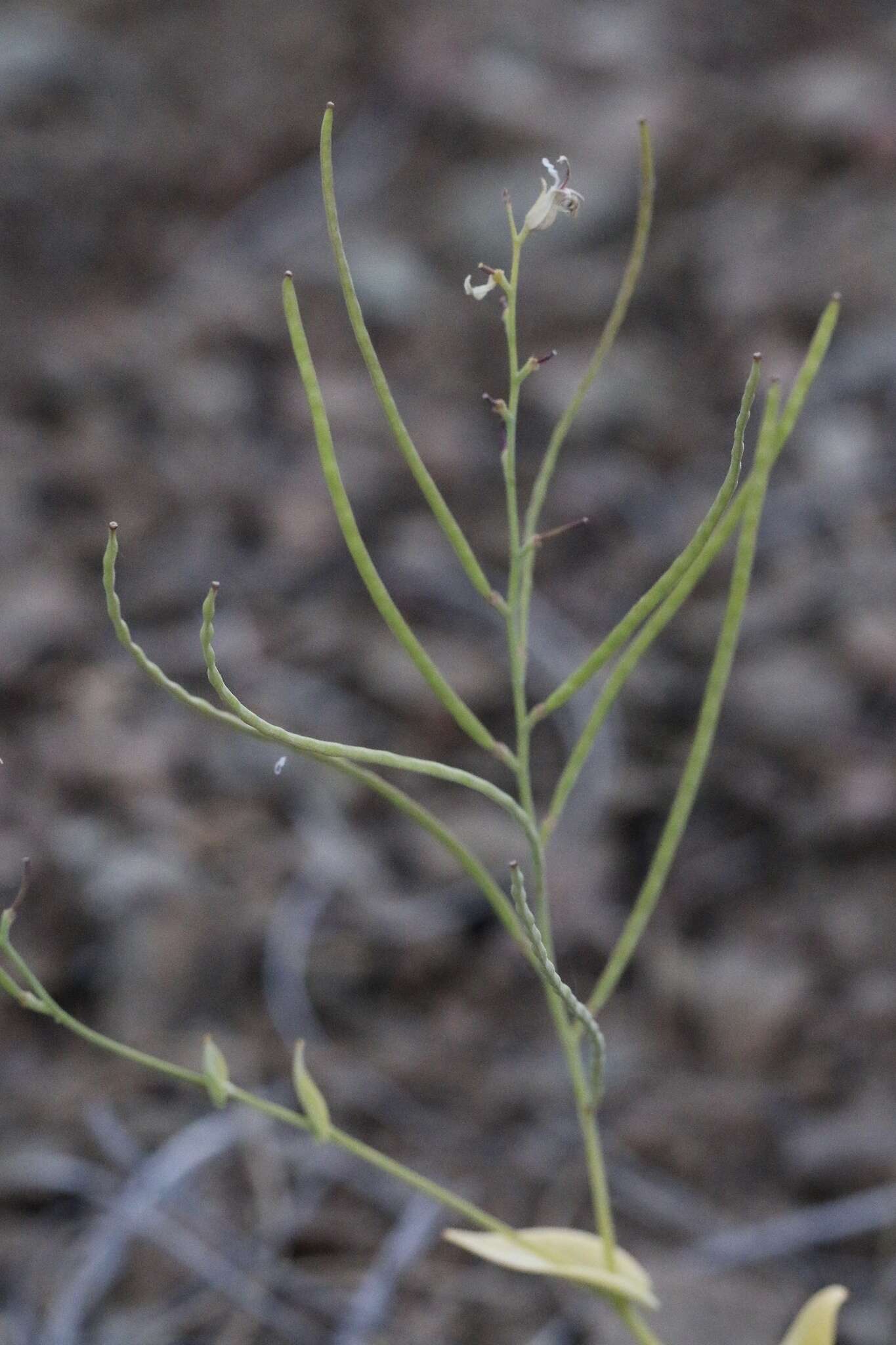 Image de Streptanthus drepanoides Kruckeb. & J. L. Morrison