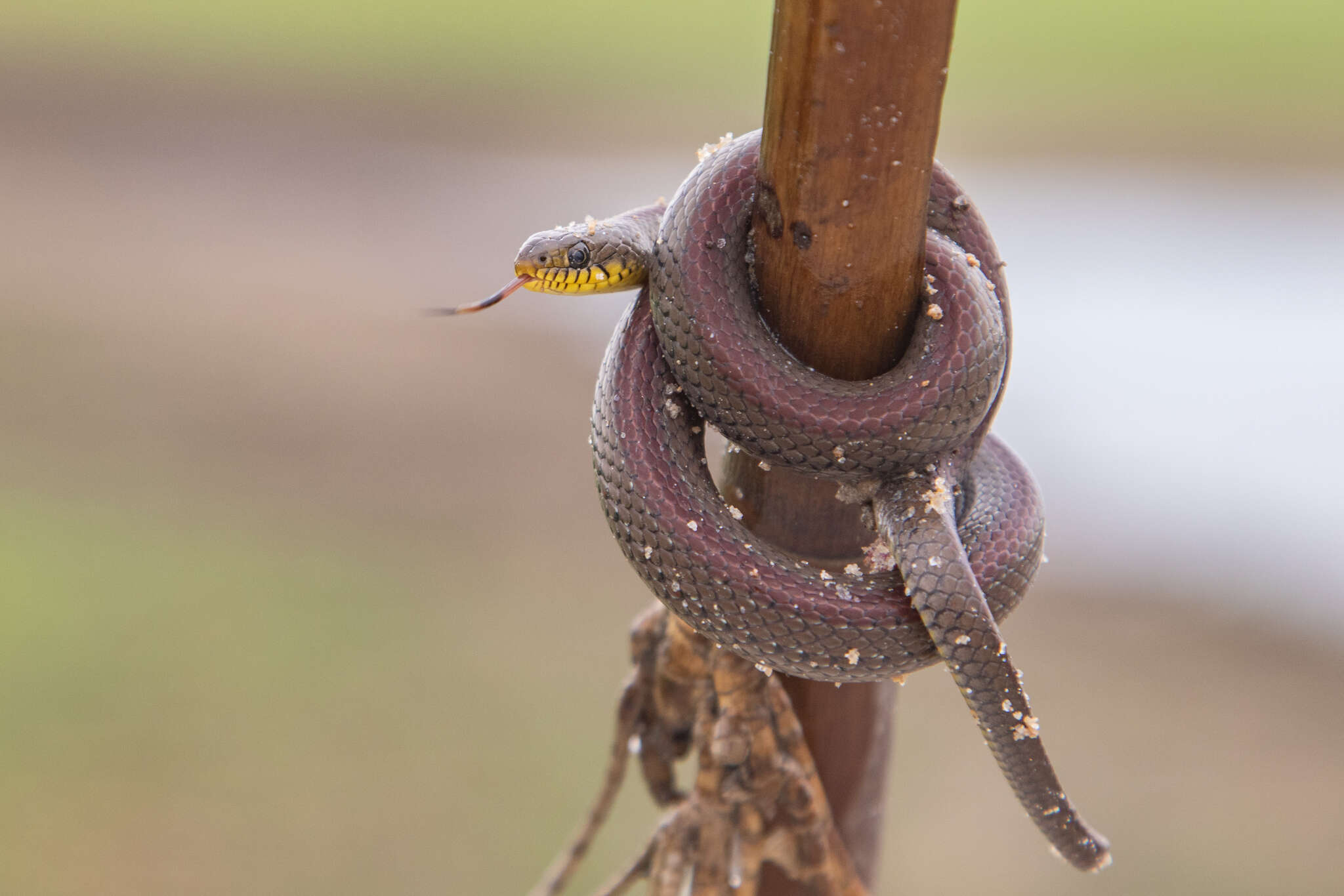 Image of Olive Marsh Snake