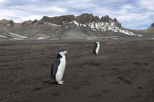 Plancia ëd Pygoscelis antarcticus (Forster & JR 1781)