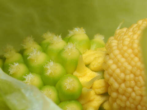 Image of Arum creticum Boiss. & Heldr.