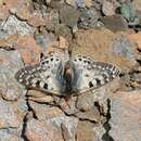 Parnassius acco Gray (1853) resmi