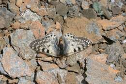 Image of Parnassius acco Gray (1853)