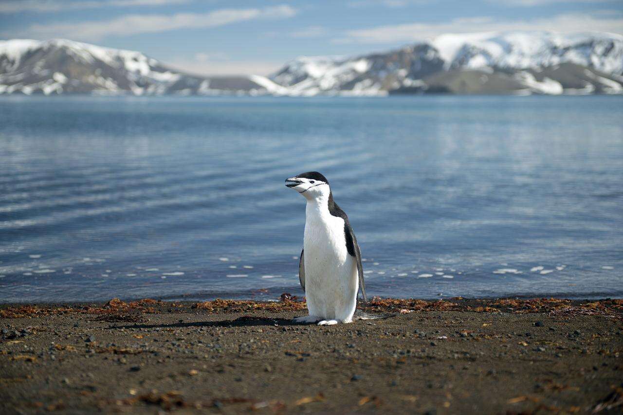 Plancia ëd Pygoscelis antarcticus (Forster & JR 1781)