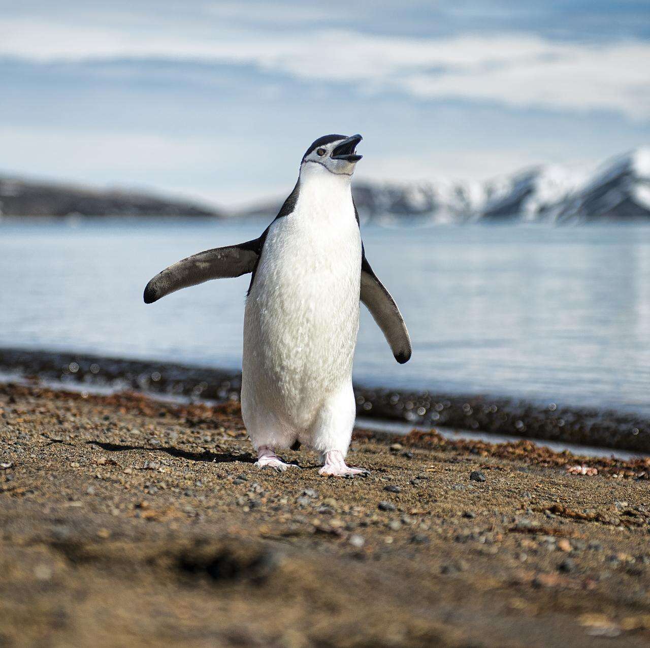 Image of Chinstrap Penguin