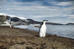 Plancia ëd Pygoscelis antarcticus (Forster & JR 1781)