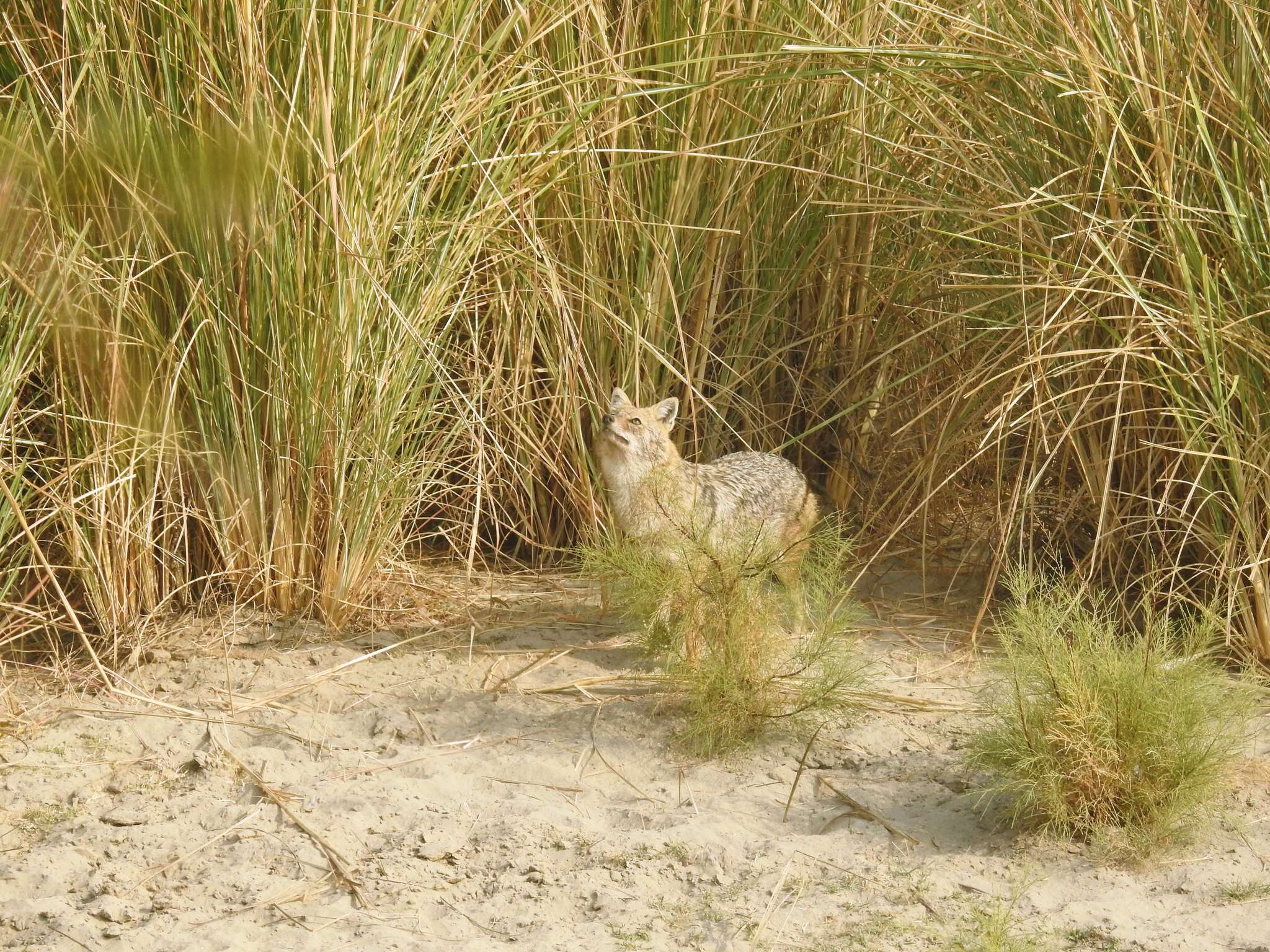 Image of Indian jackal