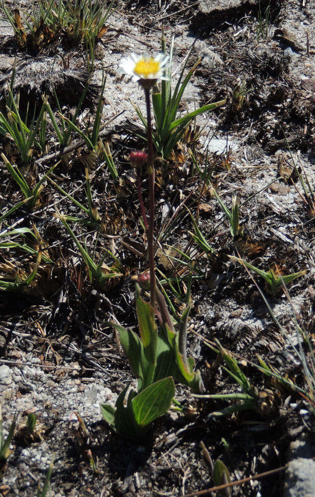 Image of Afroaster nubimontis (W. Lippert) J. C. Manning & Goldblatt