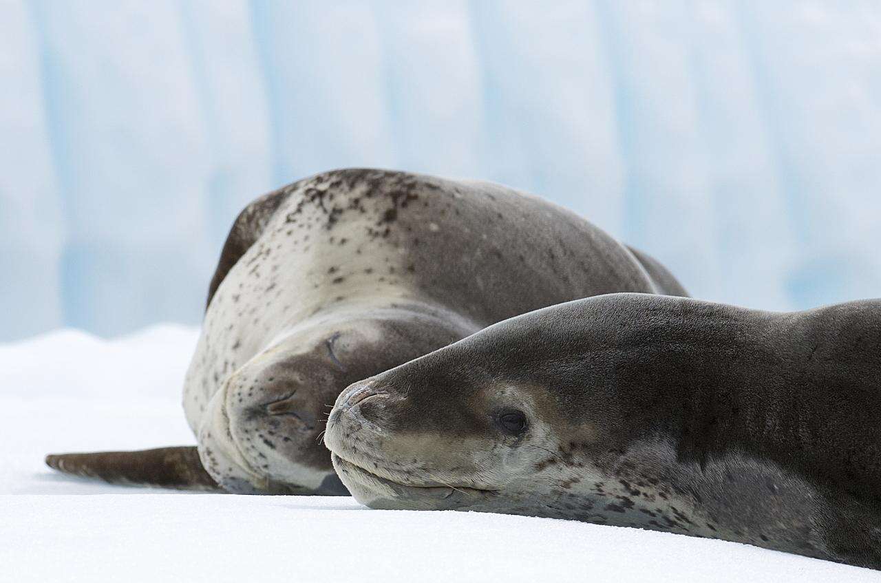 Image of leopard seal