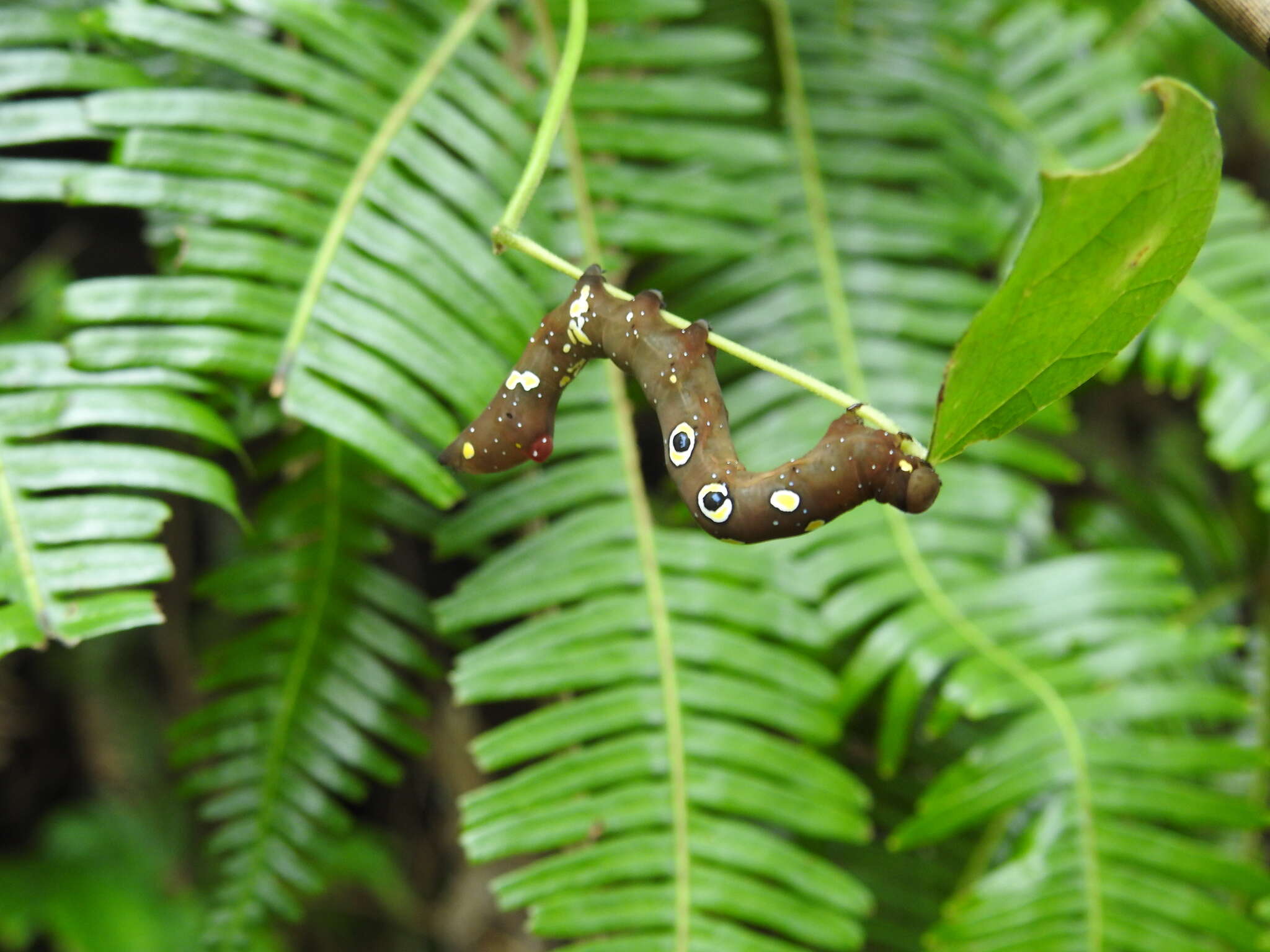 Image of Eudocima homaena (Hübner 1823)