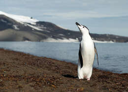 Plancia ëd Pygoscelis antarcticus (Forster & JR 1781)