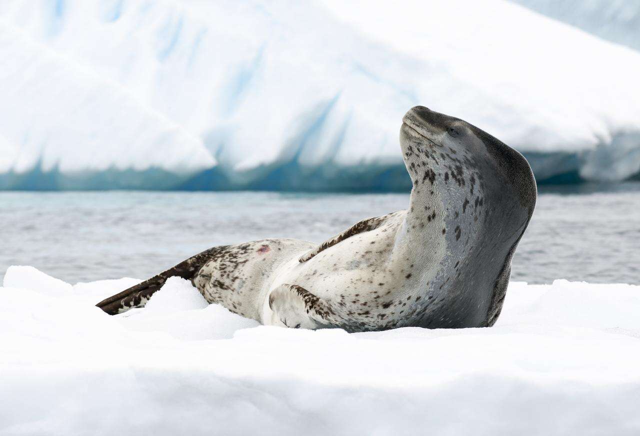 Image of leopard seal