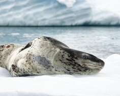 Image of leopard seal