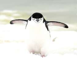 Image of Chinstrap Penguin