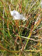 Image of tall cottongrass