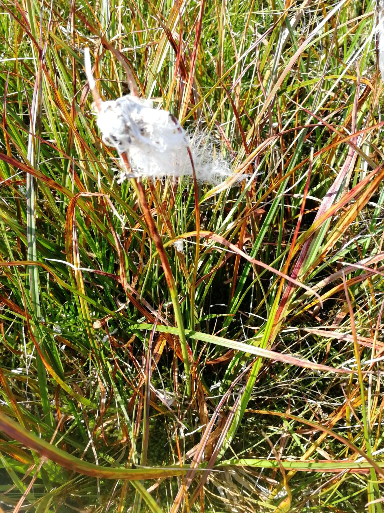 Image of tall cottongrass