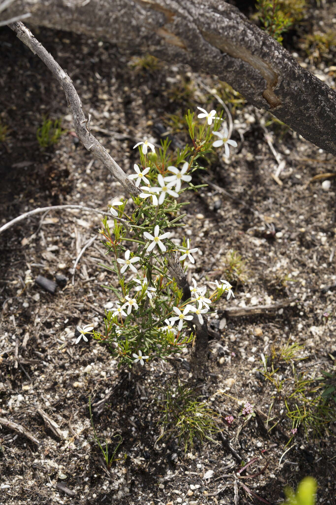 Image of Ricinocarpos glaucus Endl.