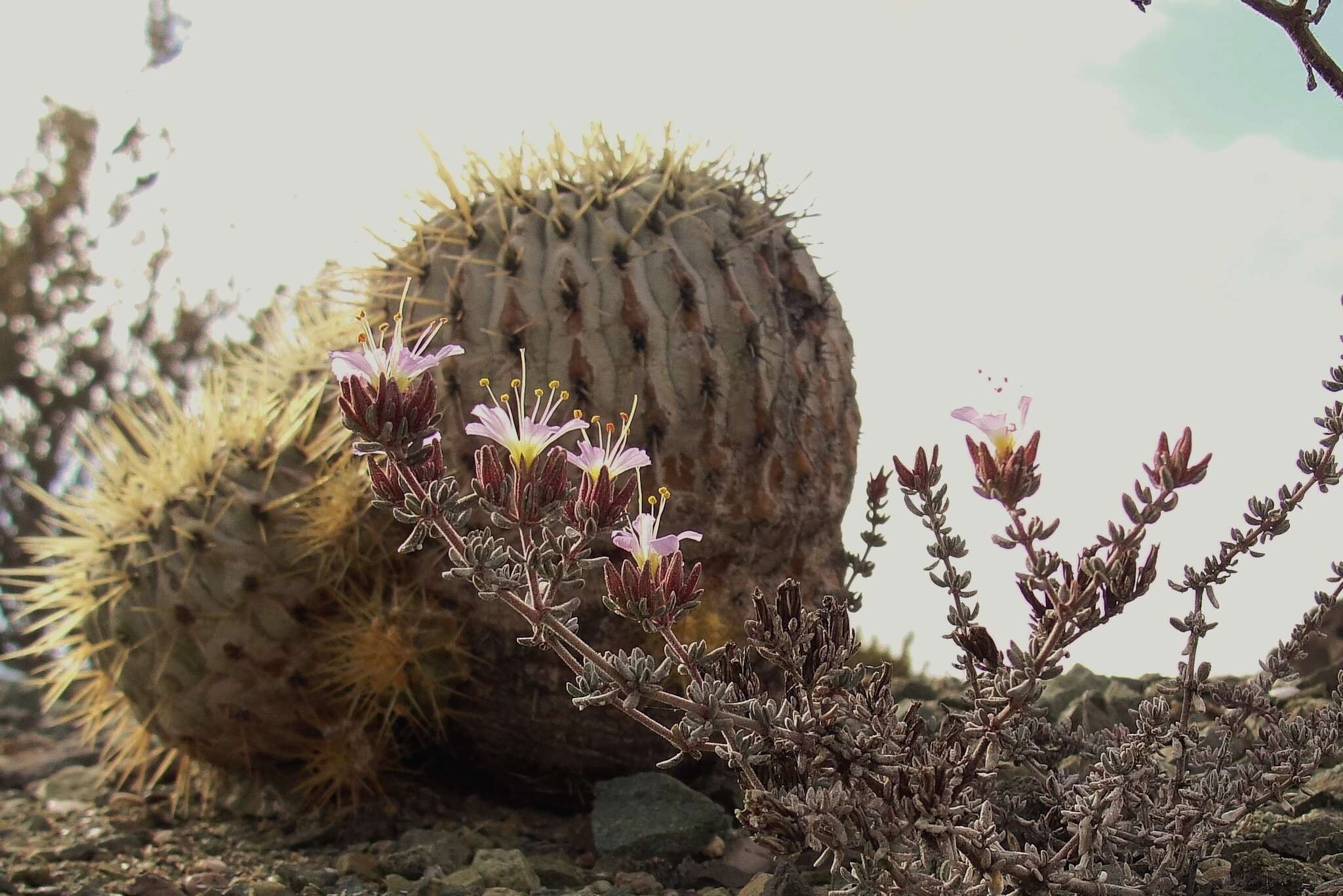 Image of Frankenia chilensis Presl