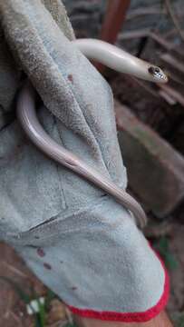 Image of Middle worm lizard