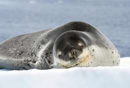 Image of leopard seal