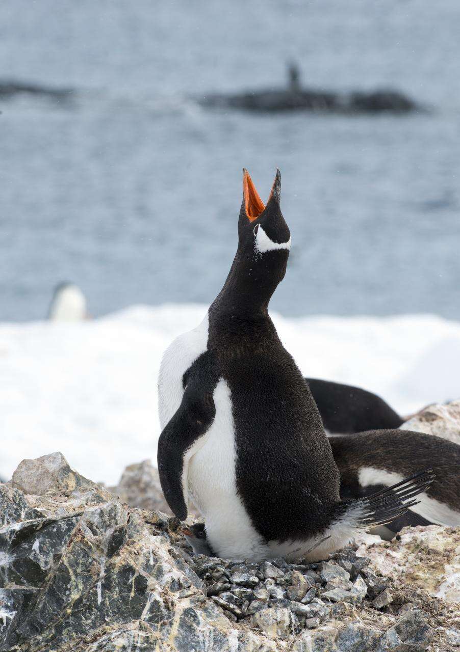 Image of Gentoo Penguin