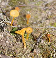 صورة Lichenomphalia chromacea (Cleland) Redhead, Lutzoni, Moncalvo & Vilgalys 2002