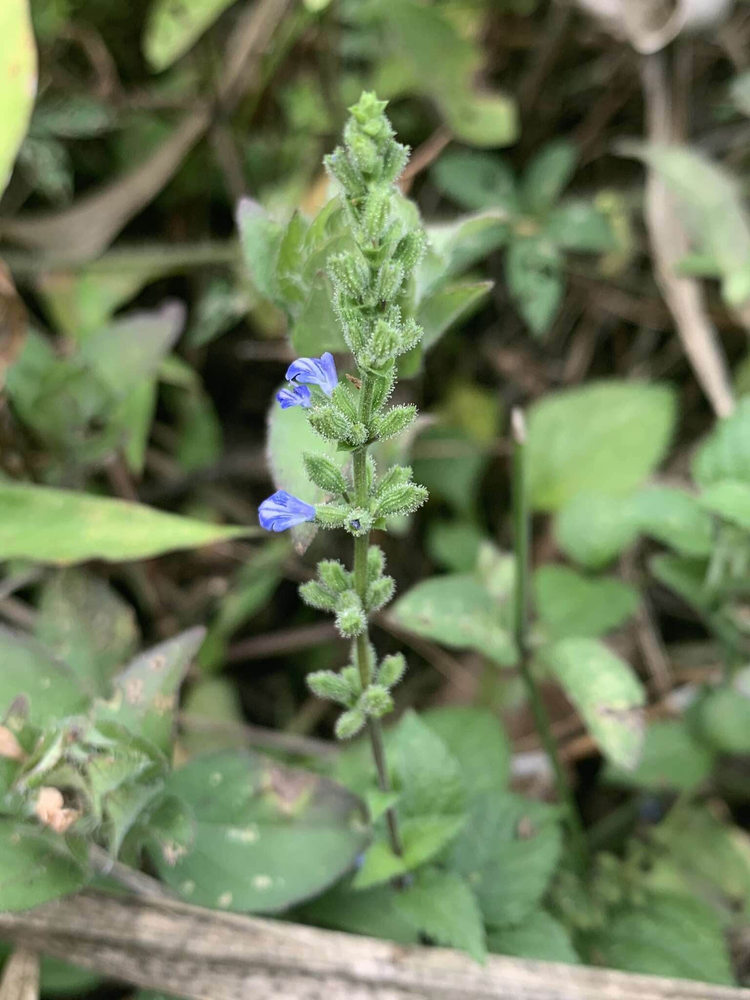 Image of West Indian sage