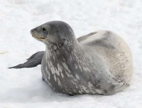 Image of Weddell seal